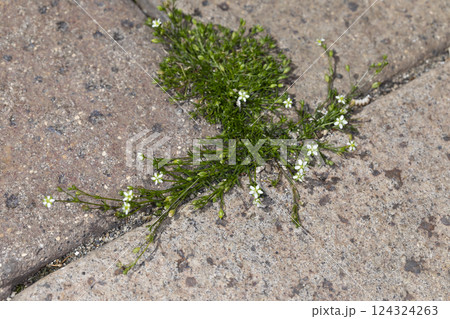 ツメクサ 124324263
