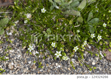 ツメクサ 124324266