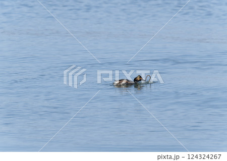ハジロカイツブリ 124324267