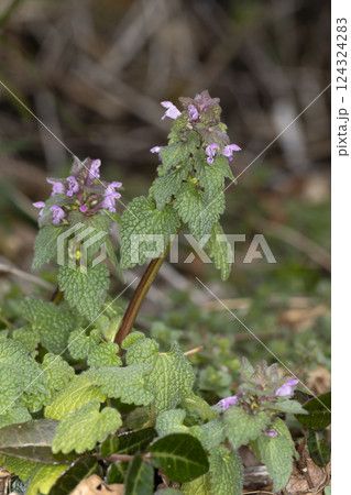 ヒメオドリコソウ 124324283