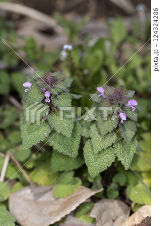 ヒメオドリコソウ 124324286