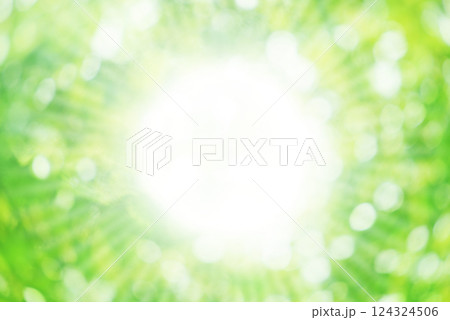 新緑と木漏れ日 124324506