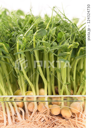 Green pea seed sprouts 124324730