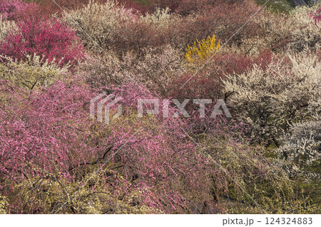 満開のいなべ梅林 124324883