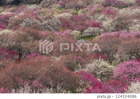 満開のいなべ梅林 124324886