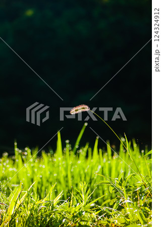 エノコログサと緑の葉の雫 124324912