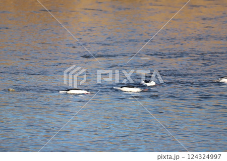 カワアイサが餌を探しているところ カワアイサが餌を探しているところ 124324997