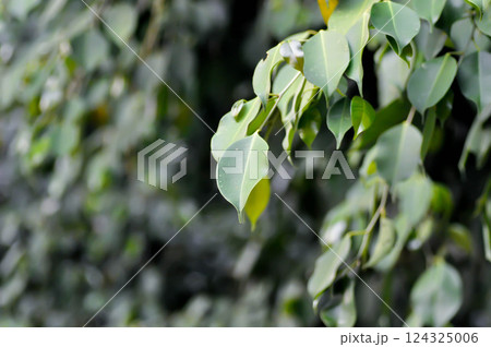 Ficus benjamina L , Ficus benjamina or weeping fig or MORACEAE 124325006