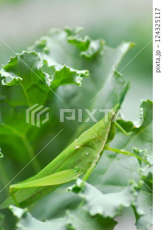 Chinese grasshopper , grasshopper or Insect or Acrida cinerea or Acrididae on the kale leaf 124325117
