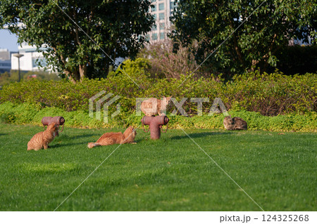 動物 動物学 ペット 124325268