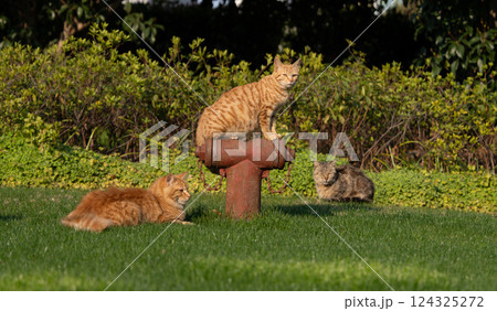 動物 動物学 ペット 124325272