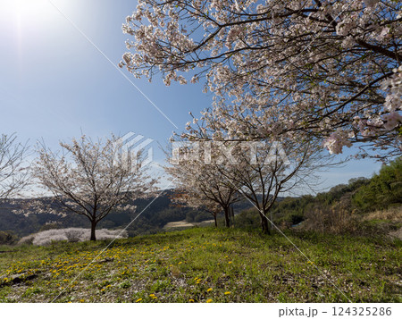 柏原市の高尾山に咲く桜 柏原市の高尾山に咲く桜 124325286