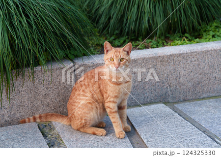 無人 猫 ねこ 124325330