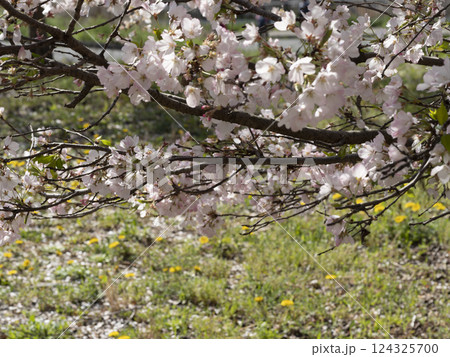 山に咲くソメイヨシノ 124325700