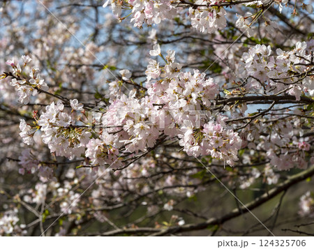 山に咲くソメイヨシノ 124325706