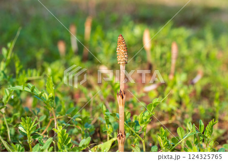野原のつくし 124325765