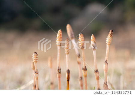 野原のつくし 野原のつくし 124325771