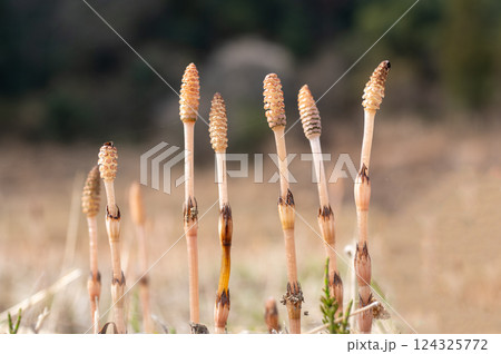 野原のつくし 124325772