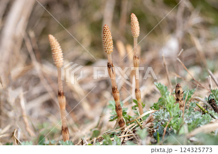 野原のつくし 野原のつくし 124325773
