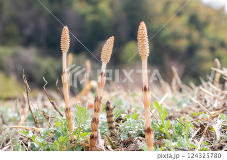 野原のつくし 野原のつくし 124325780