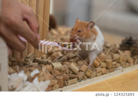 Cute hamster eating food from a pink spoon in its cozy habitat surrounded by wooden shavings and natural materials, delightful pet moment captured Cute hamster eating food from a pink spoon in its cozy habitat surrounded by wooden shavings and natural materials, delightful pet moment captured 124325893