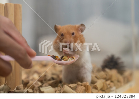 Cute hamster holding food in paws while being fed by a hand with pink spoon in a cozy indoor environment surrounded by wooden bedding and decorations Cute hamster holding food in paws while being fed by a hand with pink spoon in a cozy indoor environment surrounded by wooden bedding and decorations 124325894