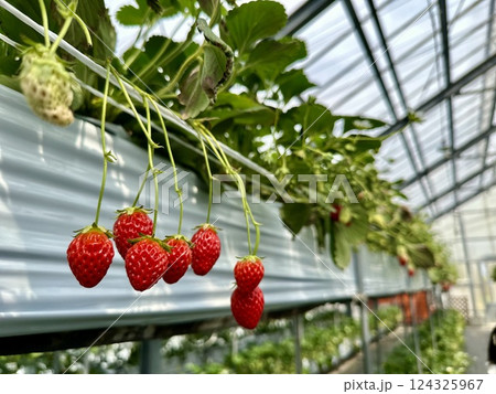 滋賀県草津市ロックベイガーデンストロベリーファームのイチゴ狩り 滋賀県草津市ロックベイガーデンストロベリーファームのイチゴ狩り 124325967