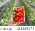 滋賀県草津市ロックベイガーデンストロベリーファームのイチゴ狩り 124325972