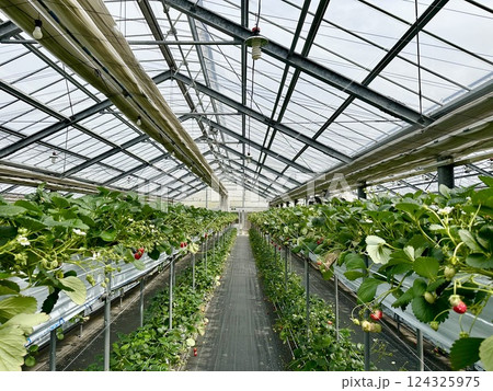 滋賀県草津市ロックベイガーデンストロベリーファームのイチゴ狩り 滋賀県草津市ロックベイガーデンストロベリーファームのイチゴ狩り 124325975