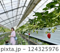 滋賀県草津市ロックベイガーデンストロベリーファームのイチゴ狩り 124325976