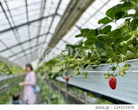 滋賀県草津市ロックベイガーデンストロベリーファームのイチゴ狩り 滋賀県草津市ロックベイガーデンストロベリーファームのイチゴ狩り 124325976