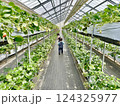 滋賀県草津市ロックベイガーデンストロベリーファームのイチゴ狩り 124325977