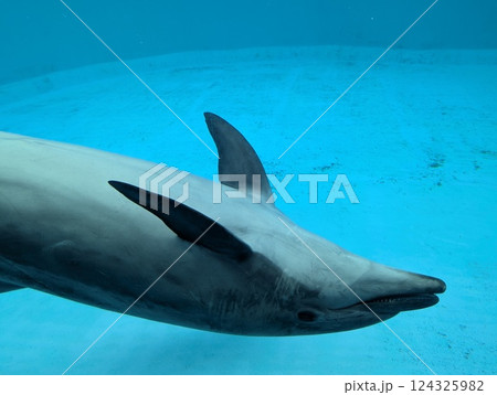 水族館で泳ぐイルカ 水族館で泳ぐイルカ 124325982