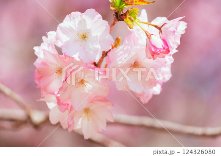 満開の赤城南面千本桜 満開の赤城南面千本桜 124326080