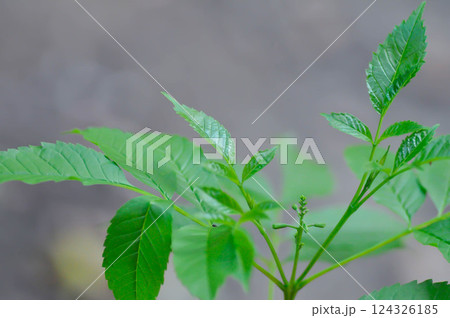 Trumpet vine, Yellow, Yellow bell or Yellow elder plant 124326185