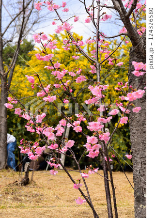 大府市みどり公園のミモザ 124326580