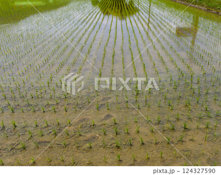 苗が植えられた水田の風景 124327590