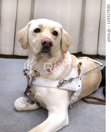 盲導犬 福祉 盲導犬 福祉 124327680