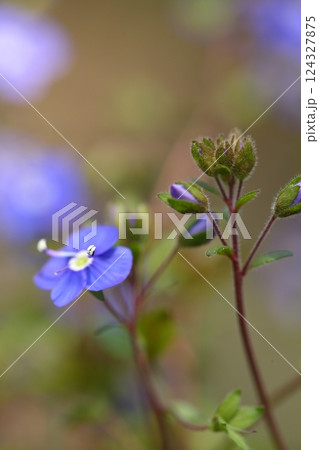ベロニカオックスフォードブルーの蕾と花 ベロニカオックスフォードブルーの蕾と花 124327875