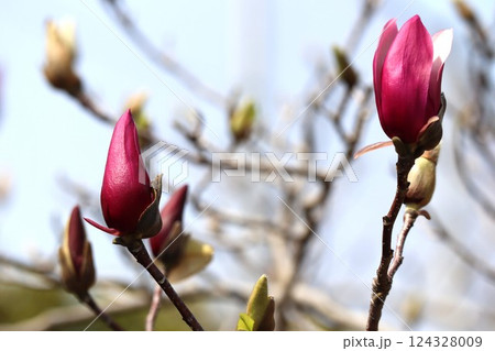 モクレンの赤紫色の花 モクレンの赤紫色の花 124328009