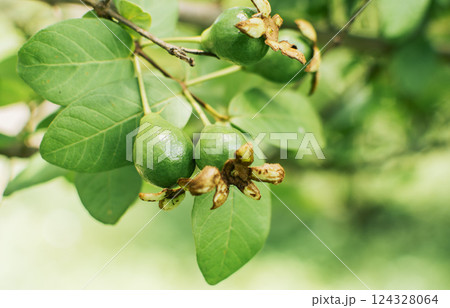 Small growing guavas hanging on a branch, new guava harvest concept, Fresh guavas hanging on a branch on a sunny day Small growing guavas hanging on a branch, new guava harvest concept, Fresh guavas hanging on a branch on a sunny day 124328064
