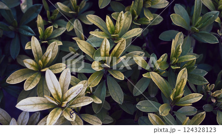 垣根 垣根 124328123