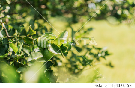 Green lemons in a gardener with natural background. Beautiful unripe lemons in a garden with out of focus background, beautiful green lemons hanging on a branch 124328158