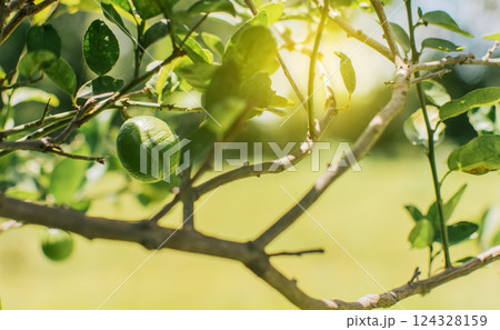 Beautiful unripe lemons in a garden with out of focus background, beautiful green lemons hanging on a branch, Green lemons in a gardener with natural background. Beautiful unripe lemons in a garden with out of focus background, beautiful green lemons hanging on a branch, Green lemons in a gardener with natural background. 124328159