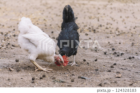 a rooster and a hen eating in a yard, two chickens eating in a home yard, close up of a rooster and a hen in a yard a rooster and a hen eating in a yard, two chickens eating in a home yard, close up of a rooster and a hen in a yard 124328183