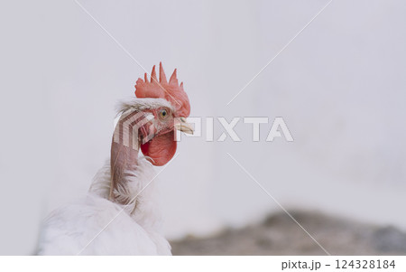 Crest of a pyroco rooster, close up of an Indian rooster, portrait of a pyroco rooster with a crest, concept of domestic animals. 124328184