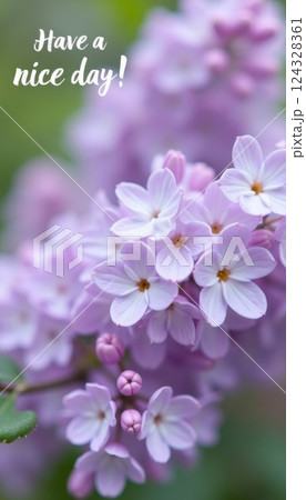Lilac flowers in close-up with inscription Have a nice day 124328361