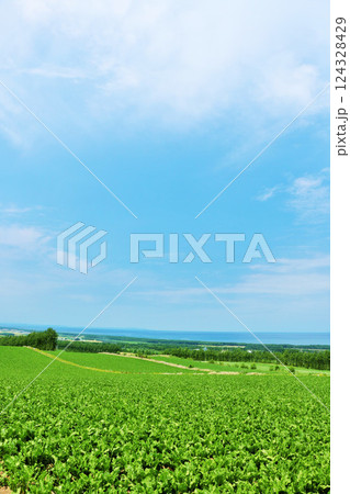 北海道　爽やかな青空と道東の風景　そしてオホーツク海 124328429