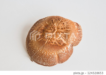 朝採れシイタケ 124328653