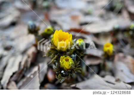 咲き始めの福寿草 福寿草 咲き始めの福寿草 福寿草 124328688
